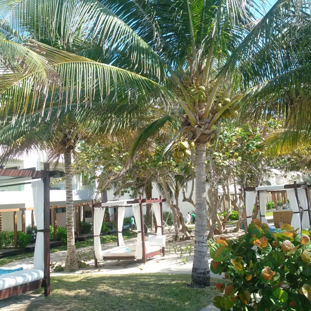 Coconut Trees and Cabanas