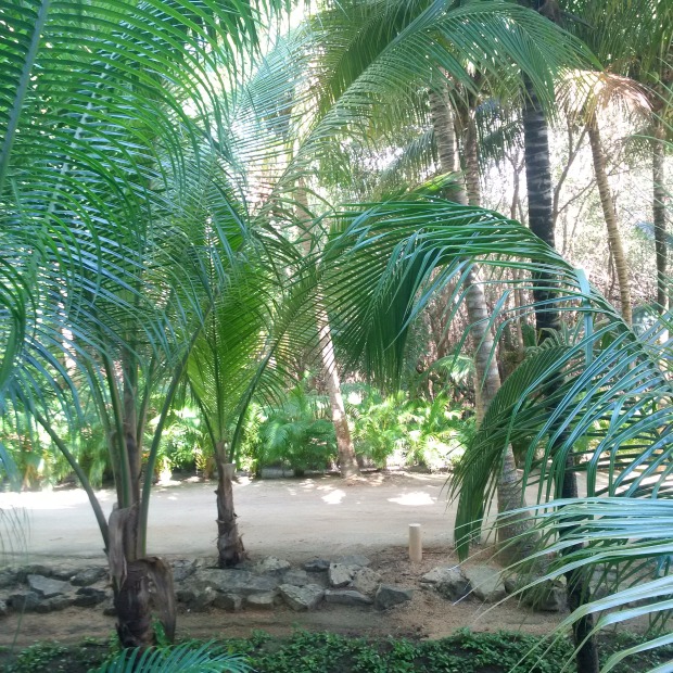 Mexico and Palm Fronds