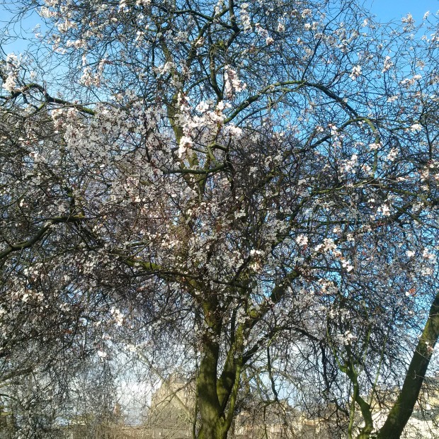 Edinburgh in Bloom - Tree Flowers