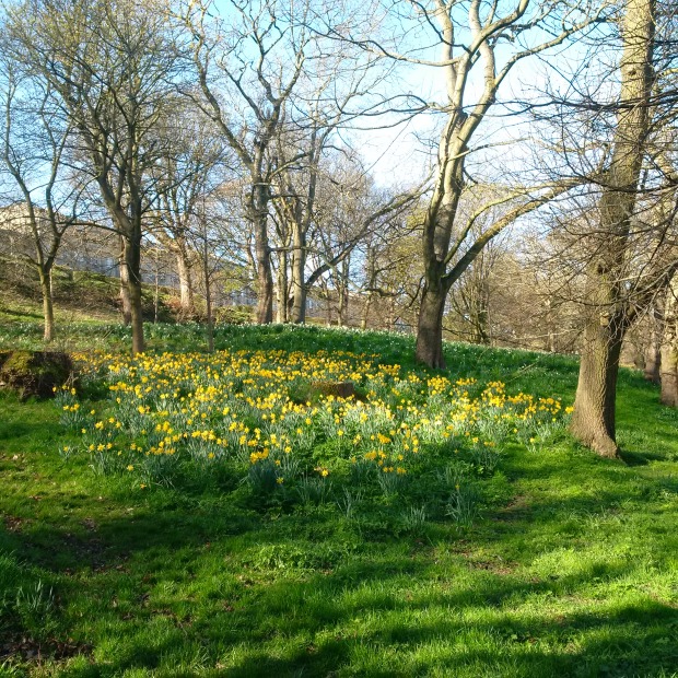 Edinburgh in Bloom - Daffodils in the Park